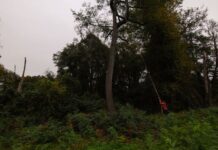 Decorative Art of the Golden Gate